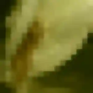 Pauline (34 ans) à Gond-Pontouvre cherche un rencontre libertine ce soir