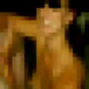 Graziella, femme de 22 ans cherche rencontre libertine à Le Lion-d'Angers