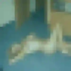 Photo de Ulrike à Sarcelles (21 ans) - rencontre libertine anonyme